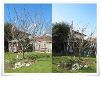 Mirabellenbaum vor und nach dem Schnitt
