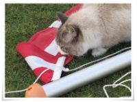 Katze begutachtet eine Flagge